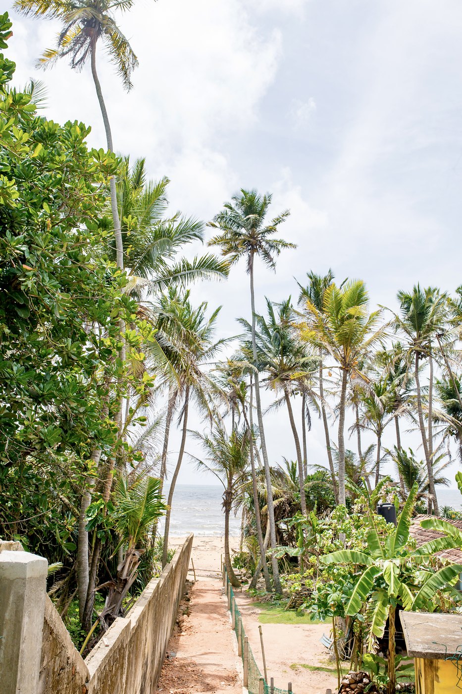 Red earth path through coconut palms leading to the sea